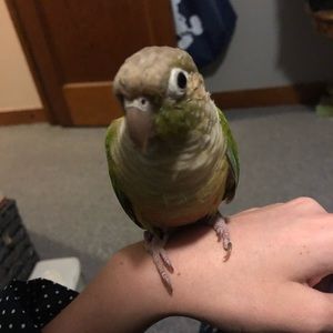 Meet your Posher, Willow